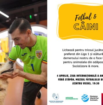 Câini și fotbal: Licitație de tricouri, de Ziua Internațională a Animalelor fără Stăpân. Banii merg la animalele din adăposturi