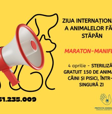 Maraton manifest de Ziua Internațională a Animalelor fără Stăpân: 150 de animale sterilizate gratuit, într-o singură zi