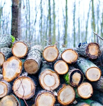 Fechet: Romania is still dependent on firewood and wood industry contributes 3.5% to GDP