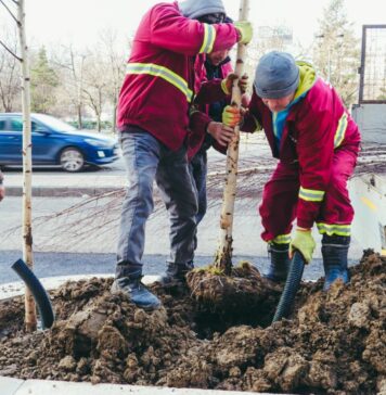Începe campania de plantare de arbori în Sectorul 5