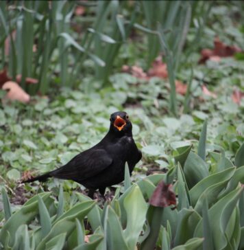 ”Oare ce pasăre este aceasta?” Atelier de identificat păsări, sâmbătă, la Grădina botanică ‘Dimitrie Brândză’
