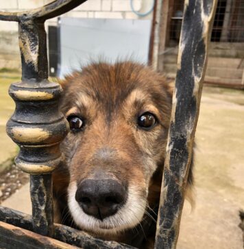 Mii de stăpâni de câini din Sectorul 5, verificați de polițiștii locali și ASPA