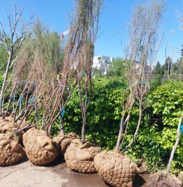 ALPAB plantează arbori și arbuști ornamentali în Parcul Circului