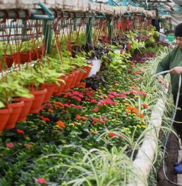 Primăria Sectorului 6 oferă gratuit 40.000 de flori asociațiilor de proprietari