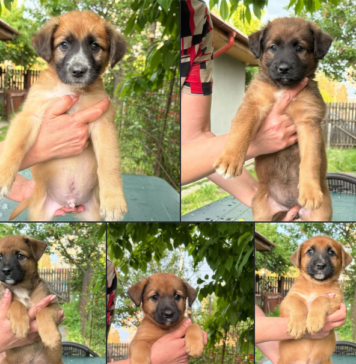 De la marginea drumului, direct în inima ta: adoptă o Gogoașă!