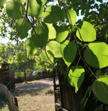 Muzeul Naţional al Satului nu va participa la evenimentul Noaptea Muzeelor. Programul din acest weekend!