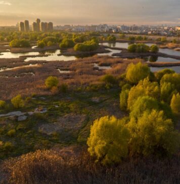 24 Mai – Ziua Europeană a Parcurilor Naționale, sărbătorită și în București: Parcul Natural Văcărești, exemplu de conservare urbană