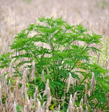 Bilanțul acțiunii de cosire a ambroziei pe drumurile județene din Ilfov: zeci de kilometri curățați pentru sănătatea cetățenilor