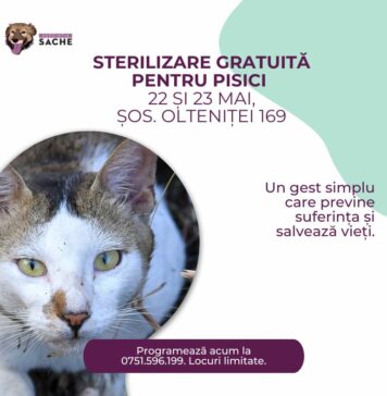 Campanie de sterilizare gratuită pentru pisici, pe 22–23 mai, în Sector 4
