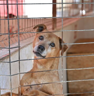 Studenți veterinari români și străini, la adăpostul din Butimanu pentru o zi de sterilizări