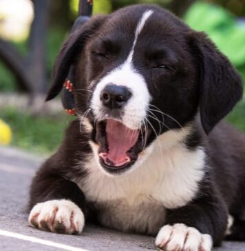 Evenimente organizate de ASPA în perioada următoare pentru iubitorii de animale