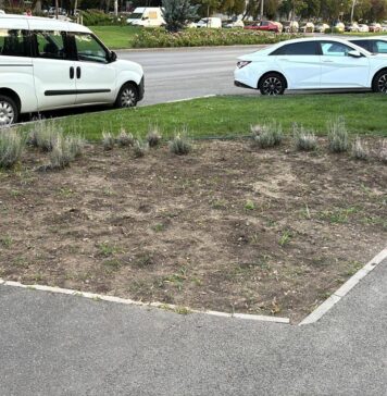 Plantele furate și călcate în picioare, o problemă serioasă în Sectorul 6: „Toată munca e degeaba”