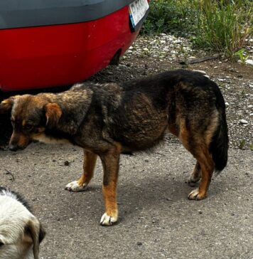 Cățelușă salvată de pe stradă în Grădiștea, cu un laț strâns în jurul burții – intervenție de urgență a Protecției Animalelor Ilfov