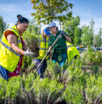 Pajiște de lavandă în Sectorul 6: Florile de la West Side Flower Fest revin „acasă”