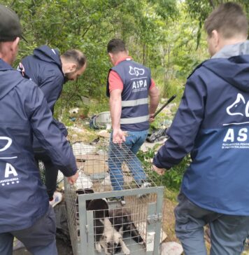 ASPA: În primele zile din mai, majoritatea câinilor ajunși în adăposturi sunt pui