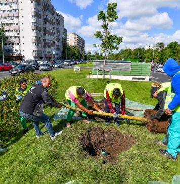 Sectorul 6 devine tot mai verde: 633 de arbori plantați în Militari, Drumul Taberei și Crângași