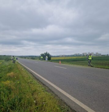 Ilfov: Au început acțiunile pentru combaterea ambroziei, planta invazivă care provoacă alergii severe