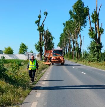 Ilfovul luptă cu ambrozia: bilanțul acțiunii de cosire pe drumurile județene