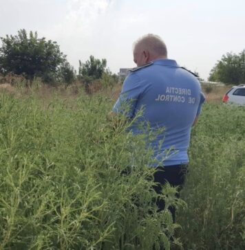 Ambrozia sub lupa autorităților: Amenzi mari în Sectorul 5 pentru nerespectarea legii