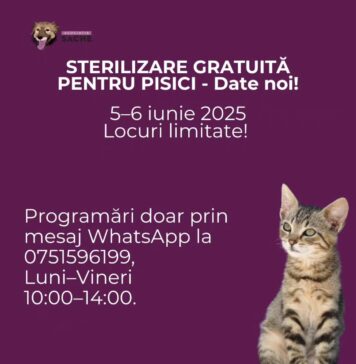 Sterilizări gratuite pentru pisici, pe 5–6 iunie: O nouă campanie lansată de Asociația Sache Vet