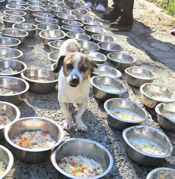 Tocăniță pentru toți Bobiță la Adăpostul Speranța: fostul tricolor Gabriel Torje gătește pentru câini și susține adopțiile