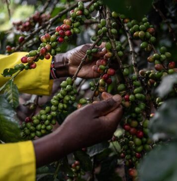 Behind the story of coffee (1): Unexpected gift from Africa