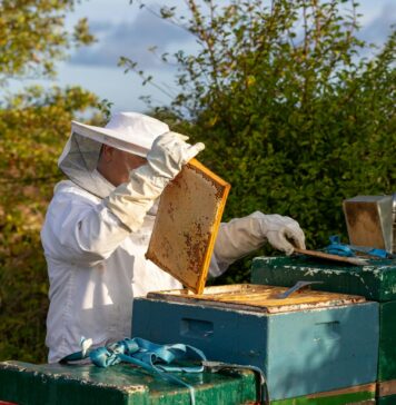 Cât de des trebuie inspectați stupii?