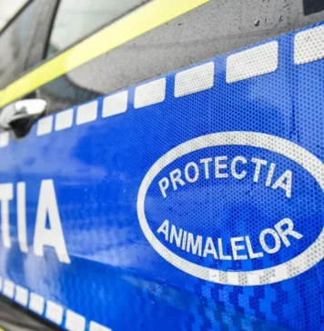 Pisici ținute în condiții improprii, salvate de polițiștii din București dintr-un apartament din Sectorul 5