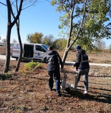 ASPA: Peste 250 de câini, ridicați de pe domeniul public în luna mai; cei mai mulți – în Sectorul 5