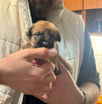 Zi de coșmar pentru salvatorii de animale: telefoane non-stop de la oameni care renunță la câini