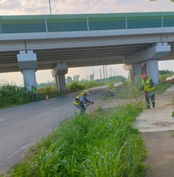 Ilfov fără ambrozie: Acțiune intensă de cosire și erbicidare pe drumurile județene