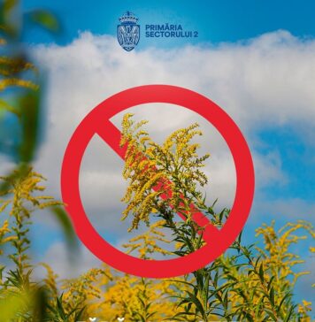 Zeci de avertismente către proprietarii care nu au curățat ambrozia, în Sectorul 2