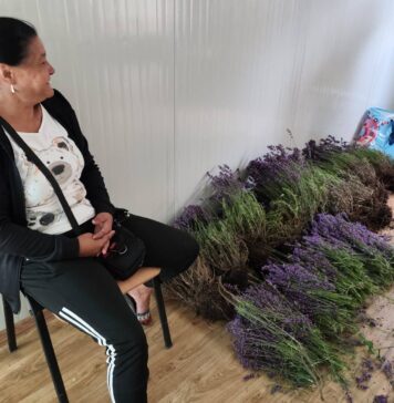 Lavanda din Sectorul 6, furată în zori de zi! O femeie prinsă de două ori în mai puțin de o oră