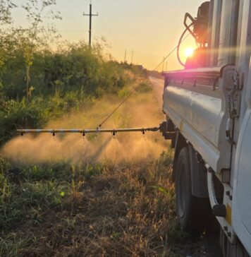 Ambrozia, sub control în Ilfov: bilanțul acțiunii de cosire și erbicidare pe drumurile județene