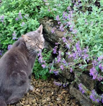 Parcul Crângași găzduiește 600 de plante iubite de pisici