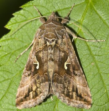 Invazie de fluturi Buha gamma în București. Insectele nu sunt periculoase pentru om