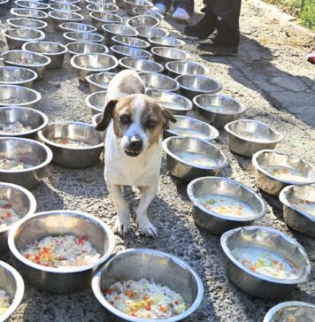 Comediantul Costel Bojog vine la Tocăniță pentru toți Bobiță și gătește pentru câinii de la Adăpostul Speranța