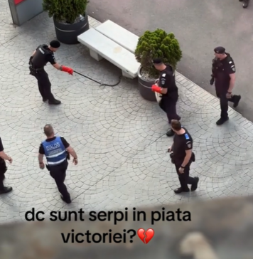 Panică în Piața Victoriei: Un șarpe a fost descoperit pe stradă și capturat de opt jandarmi / VIDEO