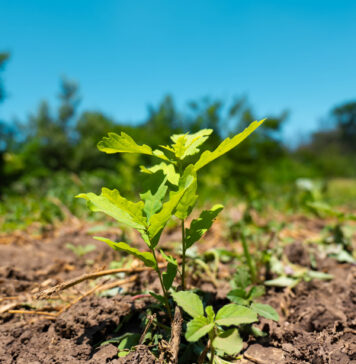 Romsilva a plantat peste 19 milioane de puieți forestieri, în campania de împăduriri de primăvară