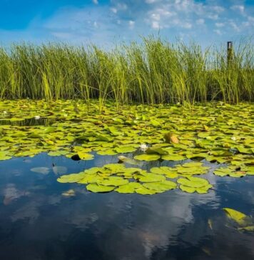 Sulina Free Zone Administration seeking funding for green port development project