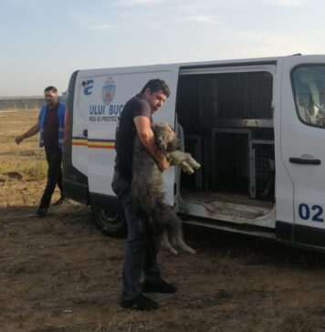 Mai mulți câini, abandonați de o femeie pe o stradă din Sectorul 5