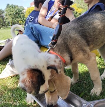 Târg de adopții în Parcul „Regele Mihai I”: Vino să-ți găsești cel mai bun prieten cu blăniță!