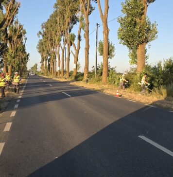 Ilfov continuă lupta împotriva ambroziei: acțiuni de cosire pe mai multe drumuri județene