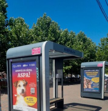 Campanie comună ASPA și STB pentru promovarea adopției câinilor din adăposturi