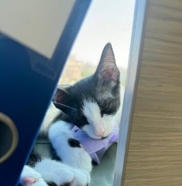 Sushi și Oreo, noii angajați… cu blăniță de la TPBI! 🐾