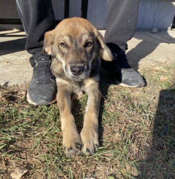 Unde se pot face în perioada următoare sterilizarea și microciparea gratuite pentru câinii de rasă comună