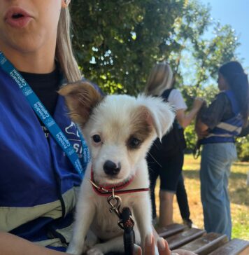 ASPA: 24 de câini, adoptați sâmbătă la târgul din Parcul Izvor și din adăposturile Bragadiru și Mihăilești