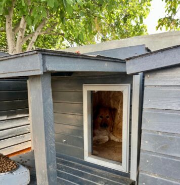 ASPA București amenajează țarcuri speciale de reabilitare pentru cățeii timizi: primele adopții au avut deja loc