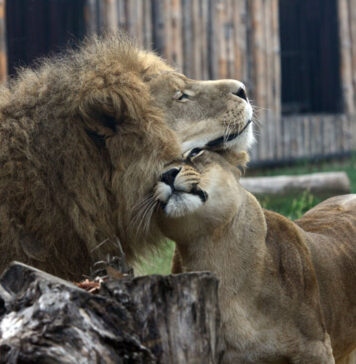 Grădina Zoologică din București a fost redeschisă