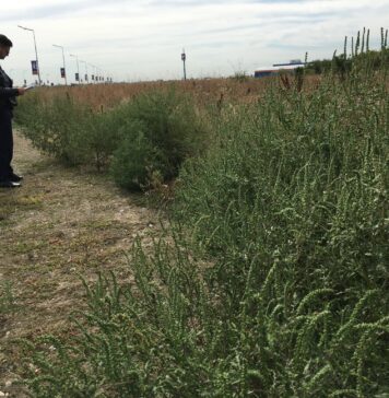 Ambrozia sub lupă în Sectorul 6: Peste 100 de avertismente date proprietarilor de terenuri neîngrijite